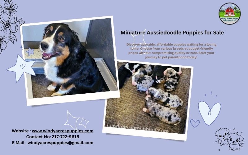 Loyal Mini Aussie Puppies Ready To Go